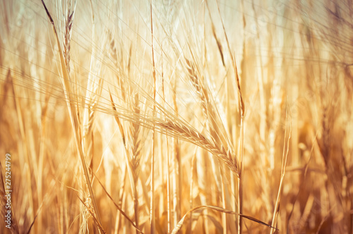Close-Up of a Golden Wheat Field and Sunny Day. Background of Ripening Ears of Cereals Field