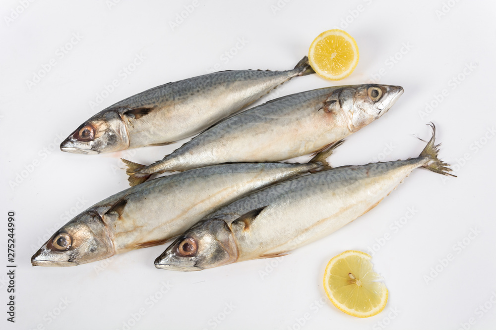 Spanish Mackerel on white background