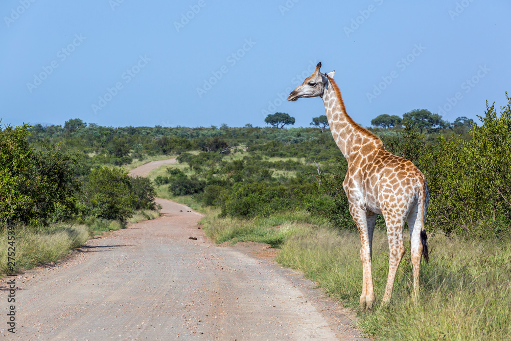 Obraz premium Giraffe in Kruger National park, South Africa