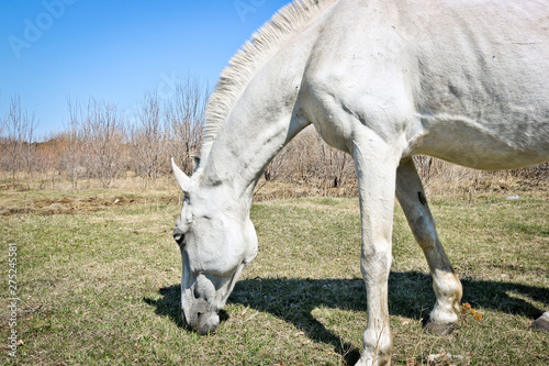 An old white horse grazes in a meadow in early spring.