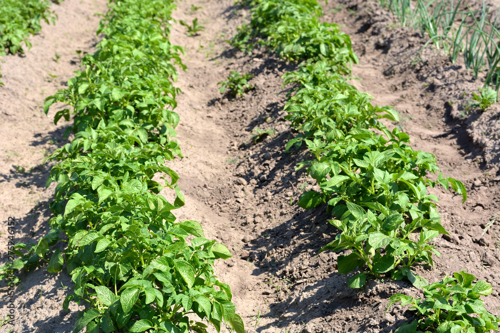 Garden beds with young growing potatoes. Growing vegetables Garden beds with young growing potatoes. Growing vegetables