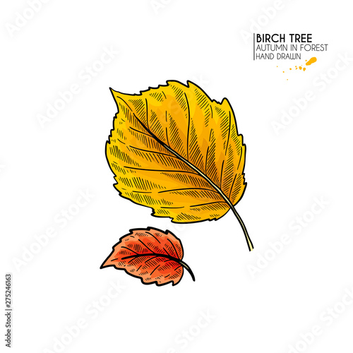 Hand drawn autumn leaves. Vector isolated colorful icon of birch tree leaf. Fall forest folliage. Park seasonal colored plants. Wedding decorations, greeting card design inviatation.