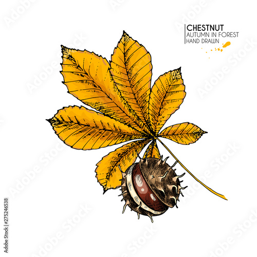 Hand drawn autumn leaves. Vector isolated colorful icon of chestnut tree leaf and nut. Fall forest folliage. Park seasonal colored plants. Wedding decorations, greeting card design inviatation.