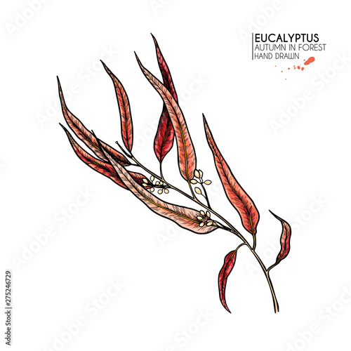 Hand drawn autumn leaves. Vector isolated colorful icon of eucalyptus or willow tree branch. Fall forest folliage. Park seasonal colored plants. Wedding decorations, greeting card design inviatation.