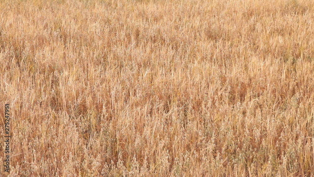 Oat field as nature background. Oat field as nature background.