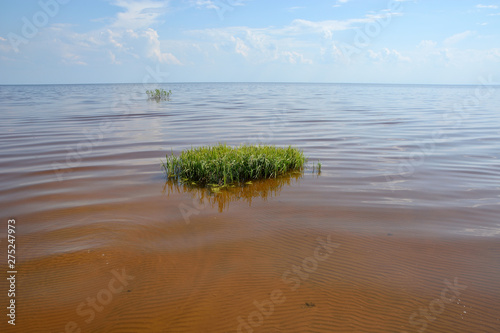 Lake with a sandy bottom and a green island of green grass. Summer landscape with a lake.Lake Ilmen Novgorod region photo