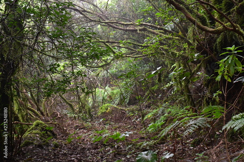 Bosque de laurisilva en ÇTenerife