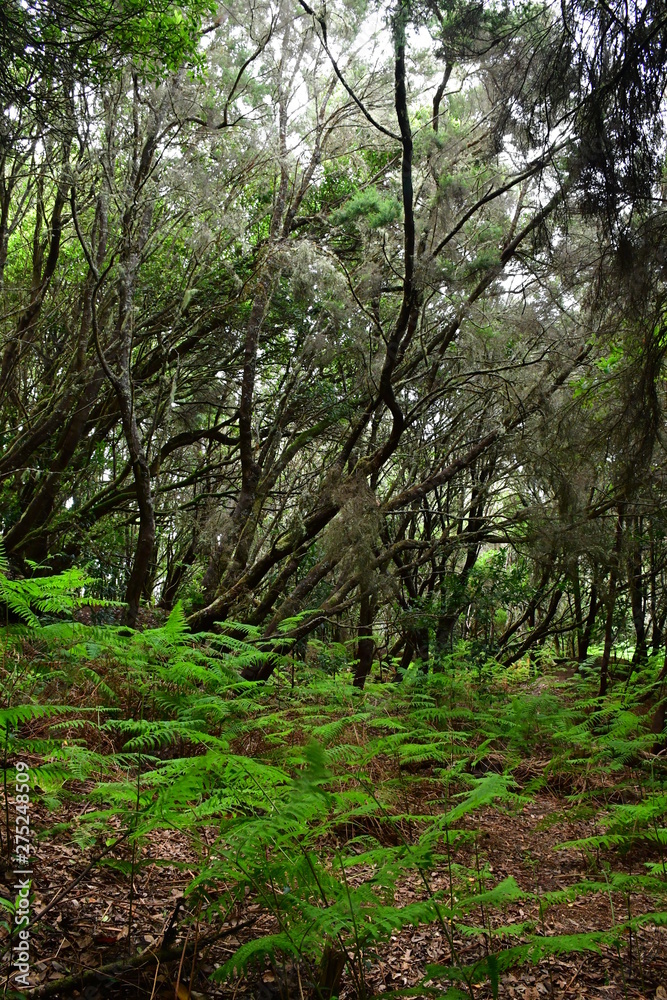 Bosque de laurisilva en ÇTenerife