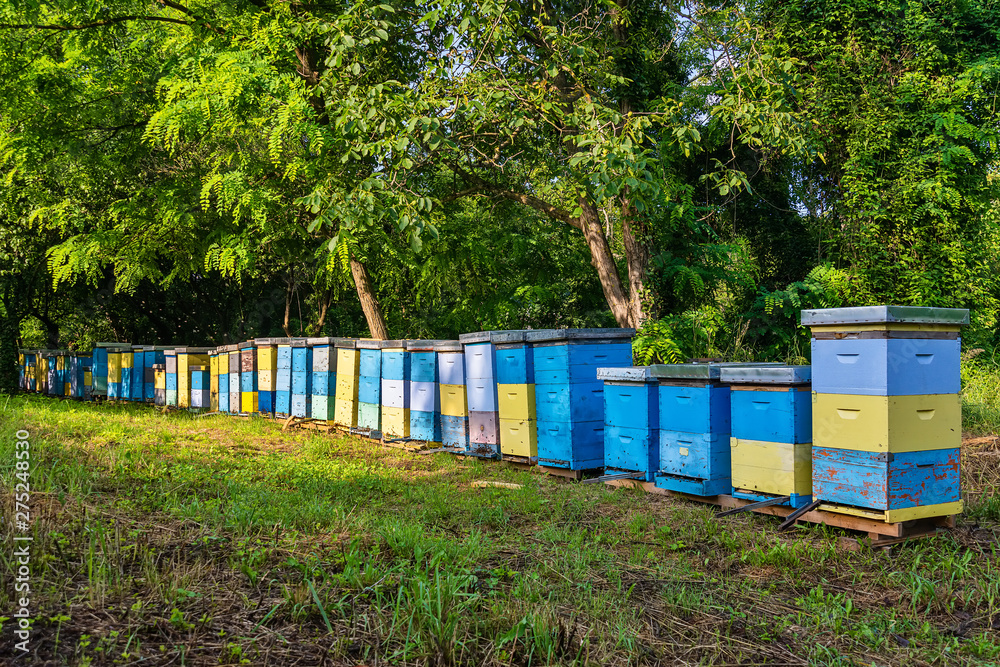 Bee hives surrounded by trees on a sunny day. Row of wooden beehives for bees Bee hives surrounded by trees on a sunny day. Row of wooden beehives for bees