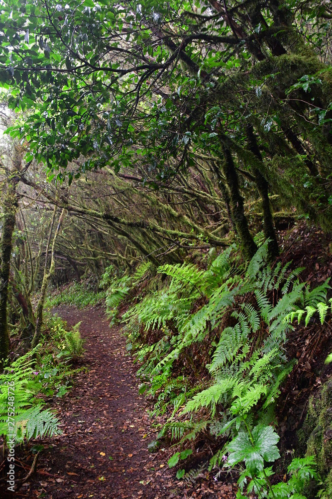 Bosque de laurisilva en ÇTenerife Bosque de laurisilva en ÇTenerife
