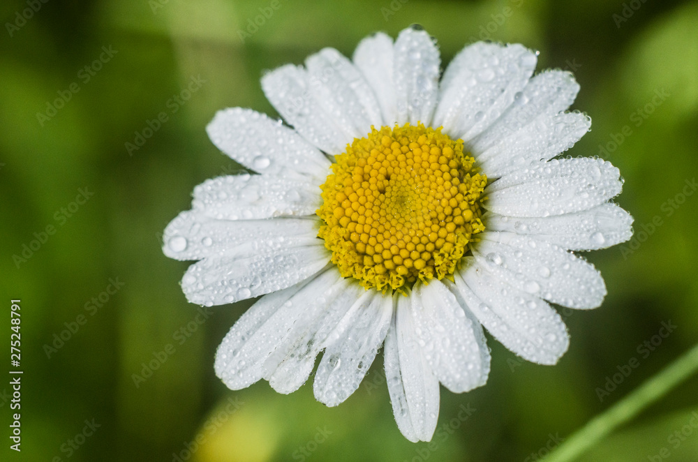 Fototapeta premium Big white and yellow flower chamomile. Close up.