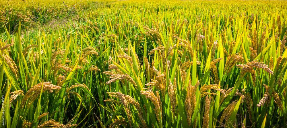 Fototapeta premium Wheat ears close-up in the sun. Immature wheat in the field and in the morning sun. Wheat in warm sunlight. Sun shine at wheat.