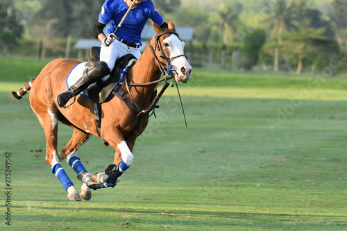 One Polo Horse Player Riding,Action of Horse Polo Player and Ponies in Match.