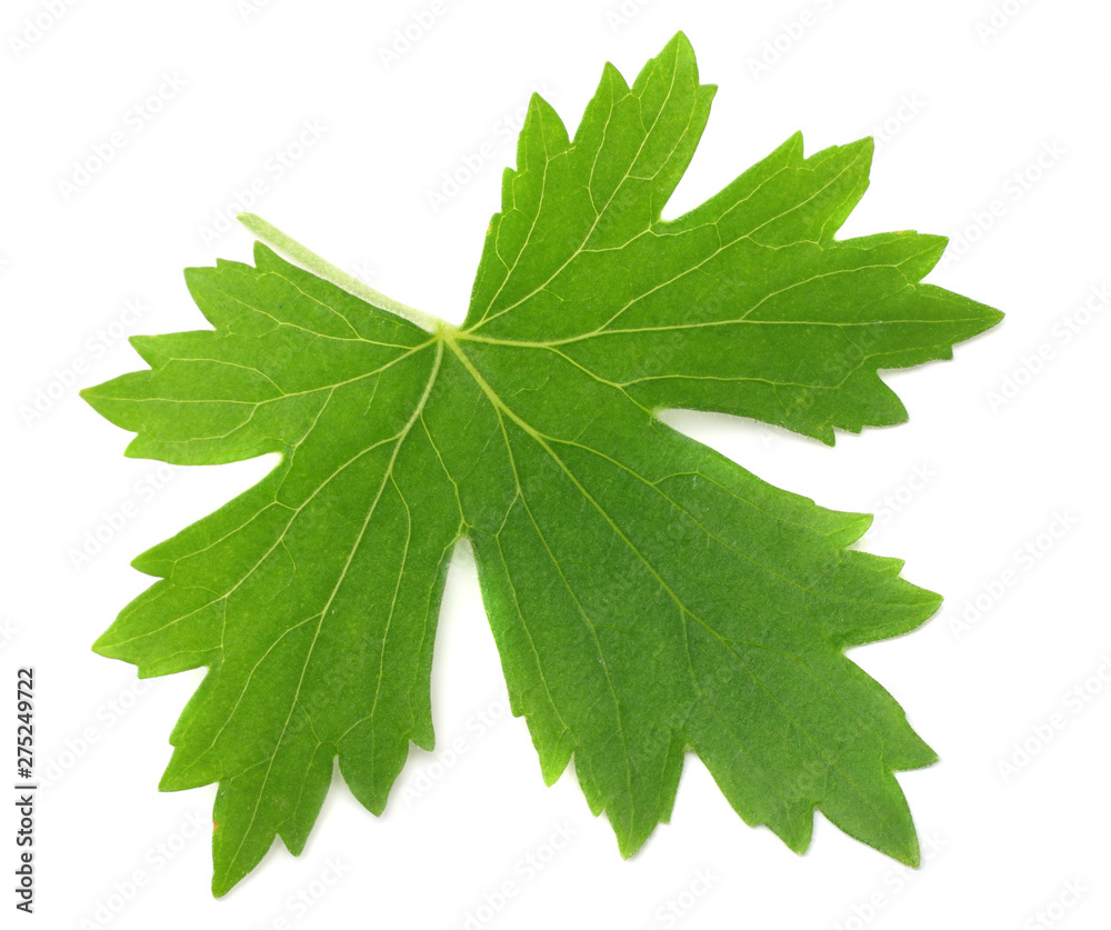 green leaf of black currant isolated on white background green leaf of black currant isolated on white background