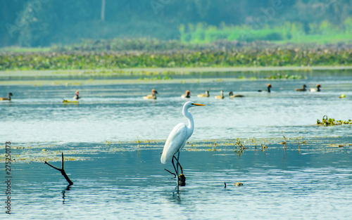 Closeup of a Egret heron (Ardea alba), a common species of milky white water bird adorned with buff plumes, spotted in a wetland environment in Lava and Neora Valley National Park, West Bengal India photo