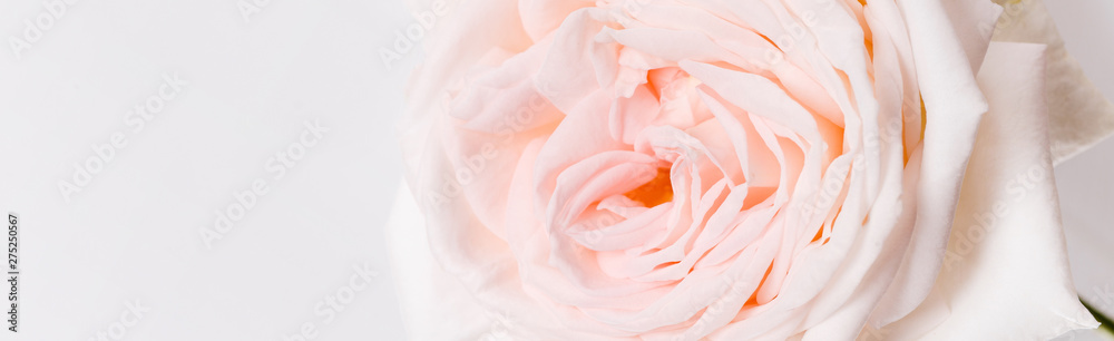 Romantic banner, delicate white pink rose flowers close-up. Fragrant pink petals Romantic banner, delicate white pink rose flowers close-up. Fragrant pink petals