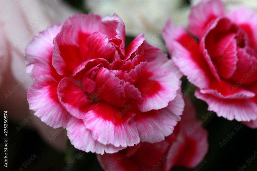濃いピンク色の花 濃いピンク色の花