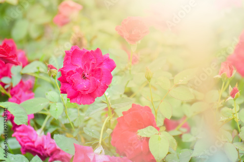 Red rose with soft sunlight in garden
