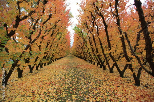 fall season the wonderful from the trees in newzealand photo