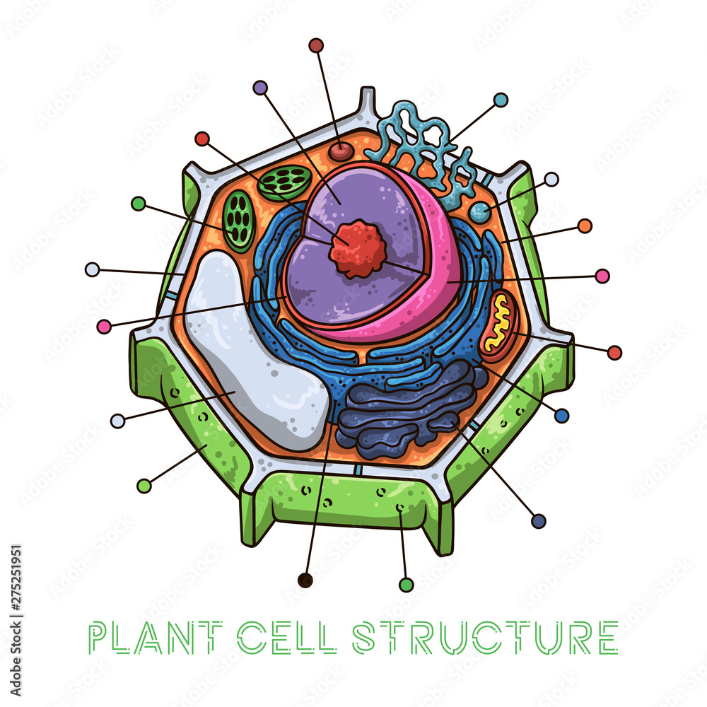 Vector sketching illustrations. Schematic structure of plant cell ...