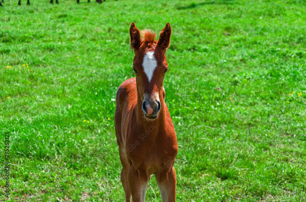 Little brown foal in green grass pasture Little brown foal in green grass pasture