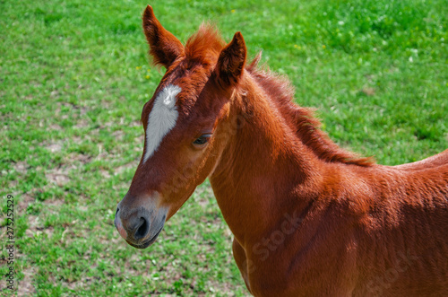 Little brown foal in green grass pasture