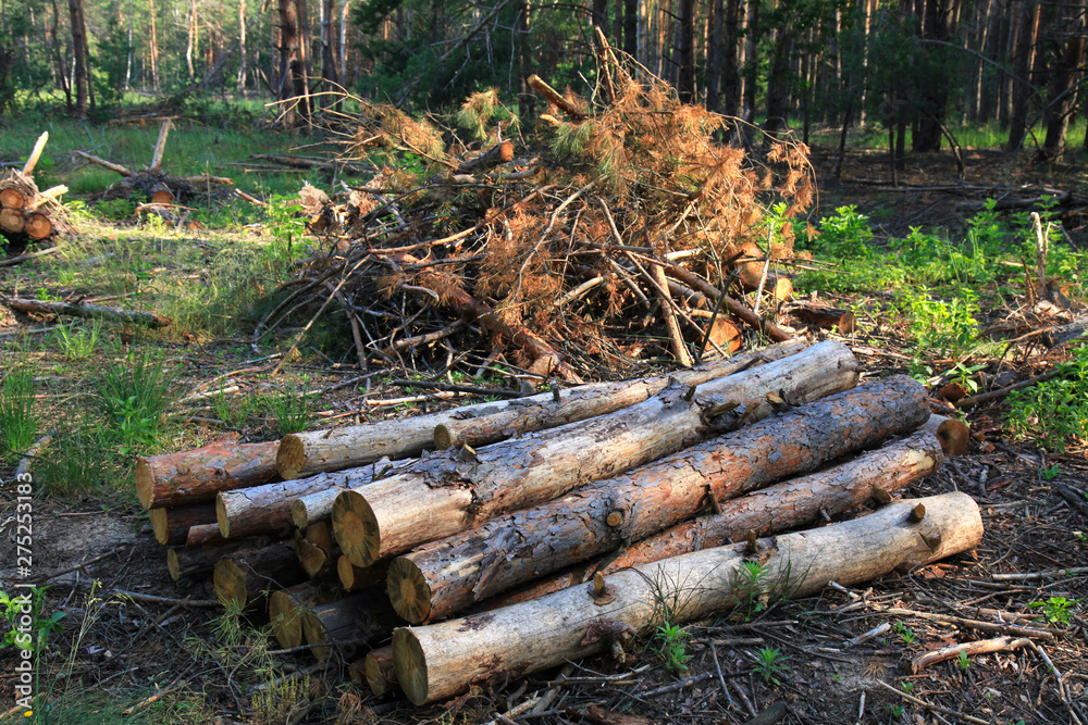 The felled trees in a forest in summer. Large-scale felling. Freshy cut and ready for transportation pine trunks. Forestry industry The felled trees in a forest in summer. Large-scale felling. Freshy cut and ready for transportation pine trunks. Forestry industry