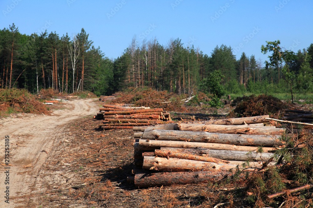The road through the felling trees. The felled trees in a forest in summer. Large-scale felling. Freshy cut and ready for transportation pine trunks. Forestry industry