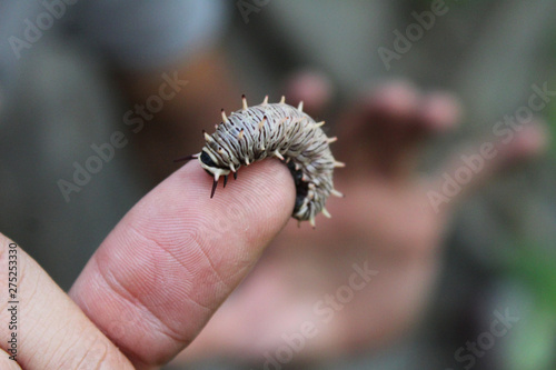 Black and brown caterpillar on a finger © Valeria Scalia