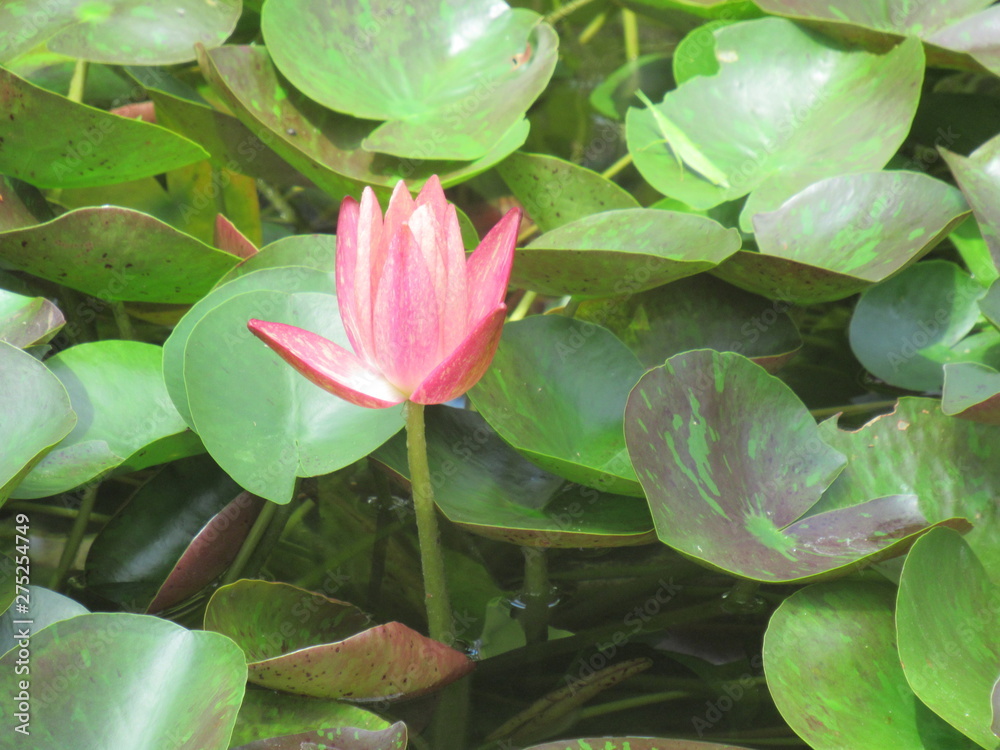 Water Lily and Lotus