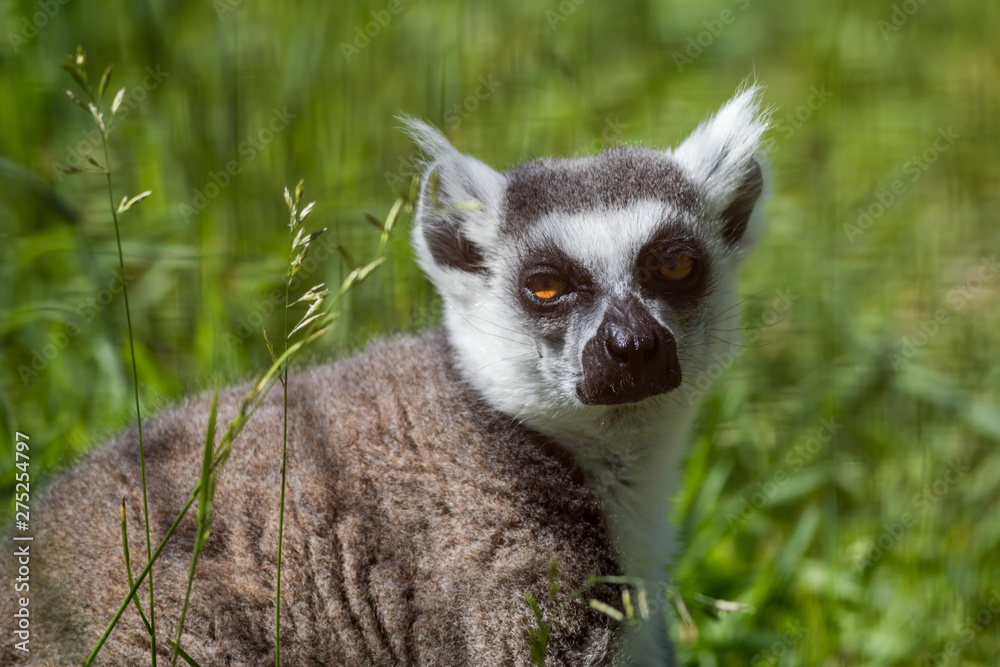 Ring-Tailed Lemur closeup portrait, Lemur catta, a large gray primate with golden eyes