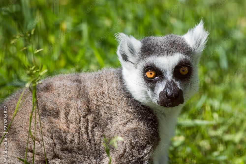 Fototapeta premium Ring-Tailed Lemur closeup portrait, Lemur catta, a large gray primate with golden eyes