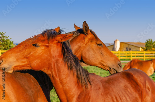 Two horses of red color are embracing, nodding their heads one on another in a pen for the horse