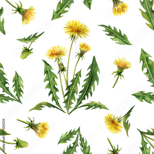 Watercolor vector seamless pattern with dandelion flowers and leaves isolated on white background.