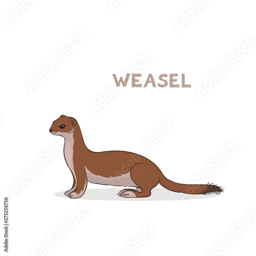A cartoon cute weasel, isolated on a white background. Animal alphabet.