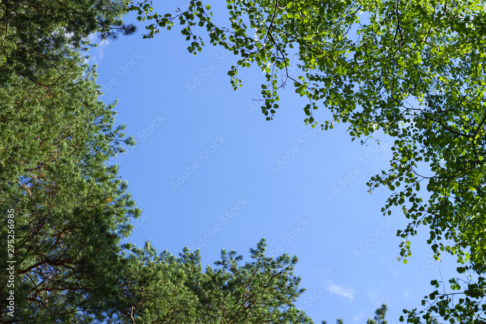 Obraz premium sky framed tree leaves