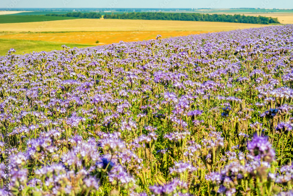 Obraz premium Beautiful violet field of lavender.