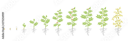 Crop stages of Chickpea. Growing animation chick pea plant. Known as gram or Bengal gram, garbanzo or garbanzo bean, and Egyptian pea. Vector flat Illustration.