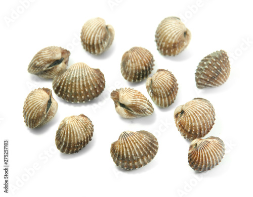 cockle isolated on white background