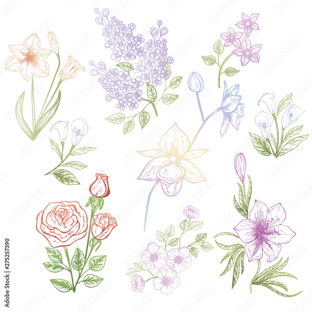 Set of flowers isolated on white background. Vector illustration, EPS 10.