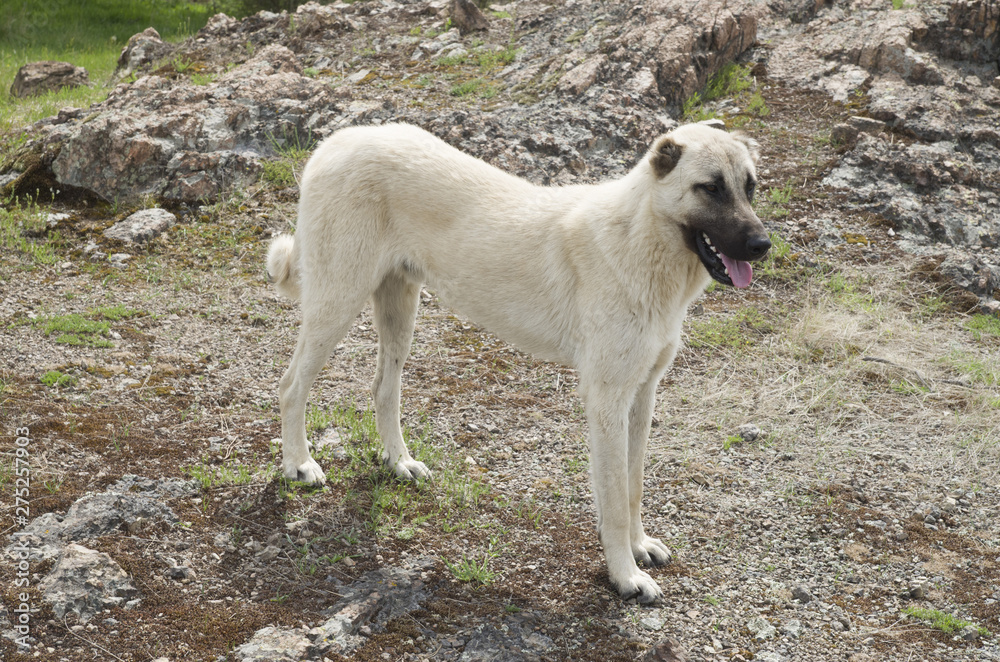 Kangal Shepherd dog standing on meadow Kangal Shepherd dog standing on meadow