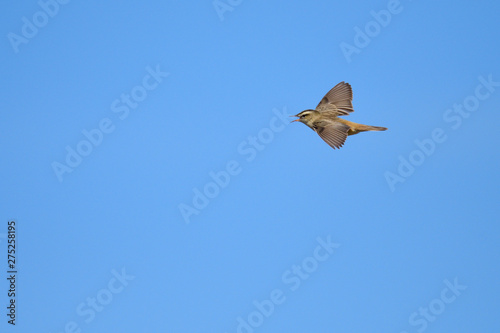 Seggenrohrsänger (Acrocephalus paludicola) Männchen photo