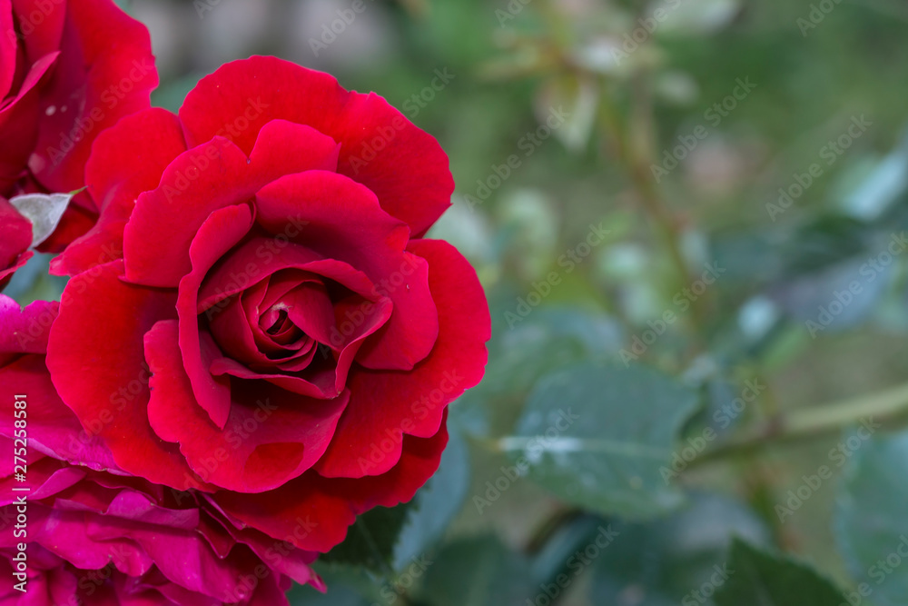 Beautiful red roses flower in garden Rose flower background Roses flower texture Roses flower bouquet Red rose Beautiful red roses flower in garden Rose flower background Roses flower texture Roses flower bouquet Red rose