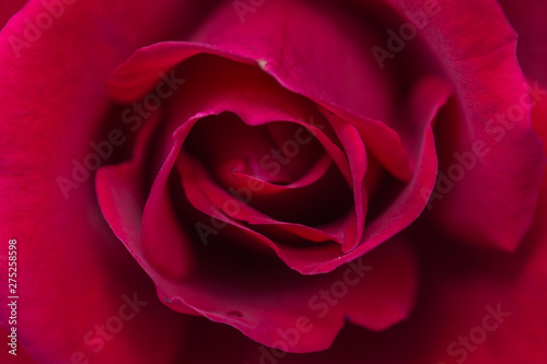 Beautiful red roses flower in garden Rose flower background Roses flower texture Roses flower bouquet Red rose