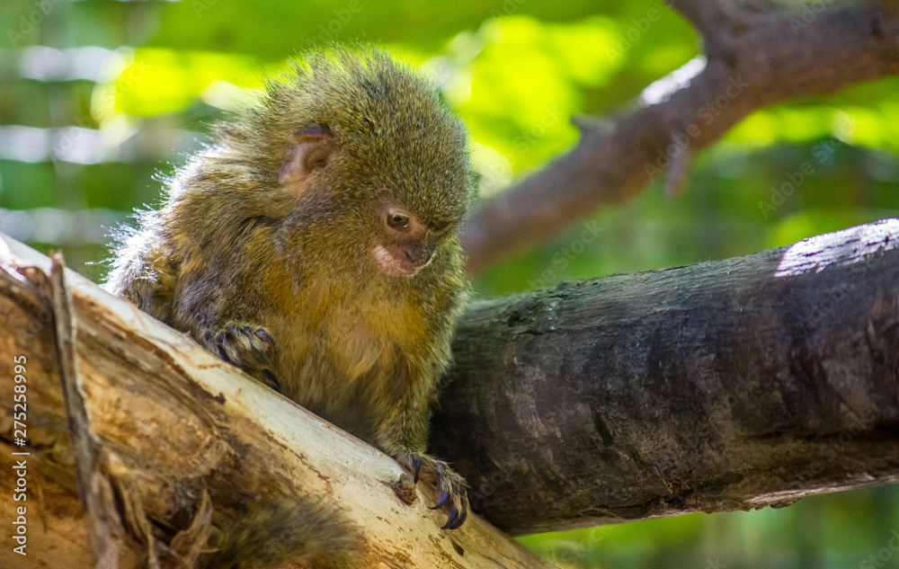 A pygmy marmoset, Cebuella pygmaea, on a tree branch A pygmy marmoset, Cebuella pygmaea, on a tree branch