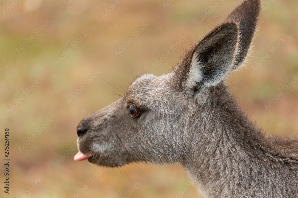 Kangaroo poke out tongue