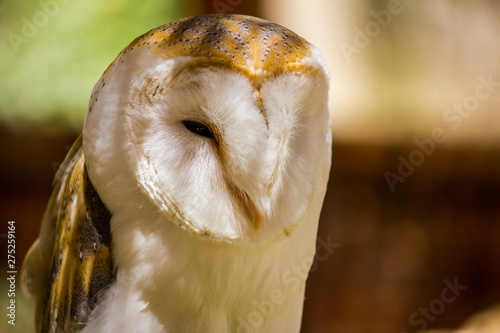Close-up portrait of a barn owl (Tyto alba)