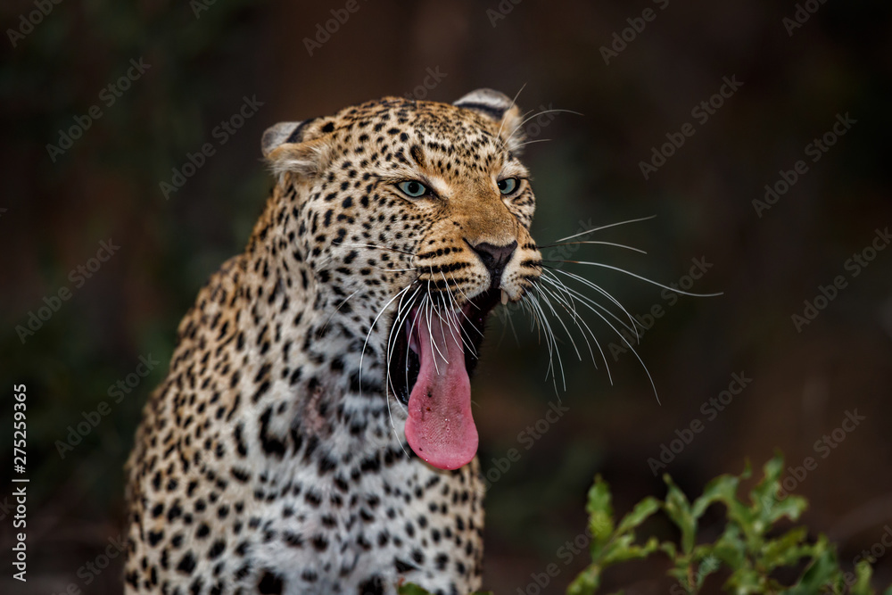 Obraz premium leopard female yawning in Sabi Sands Game Reserve in the Greater Kruger Region in South Africa