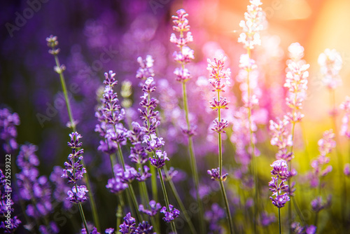 lavender flowers detail and blurred background with beautiful sunset color effect