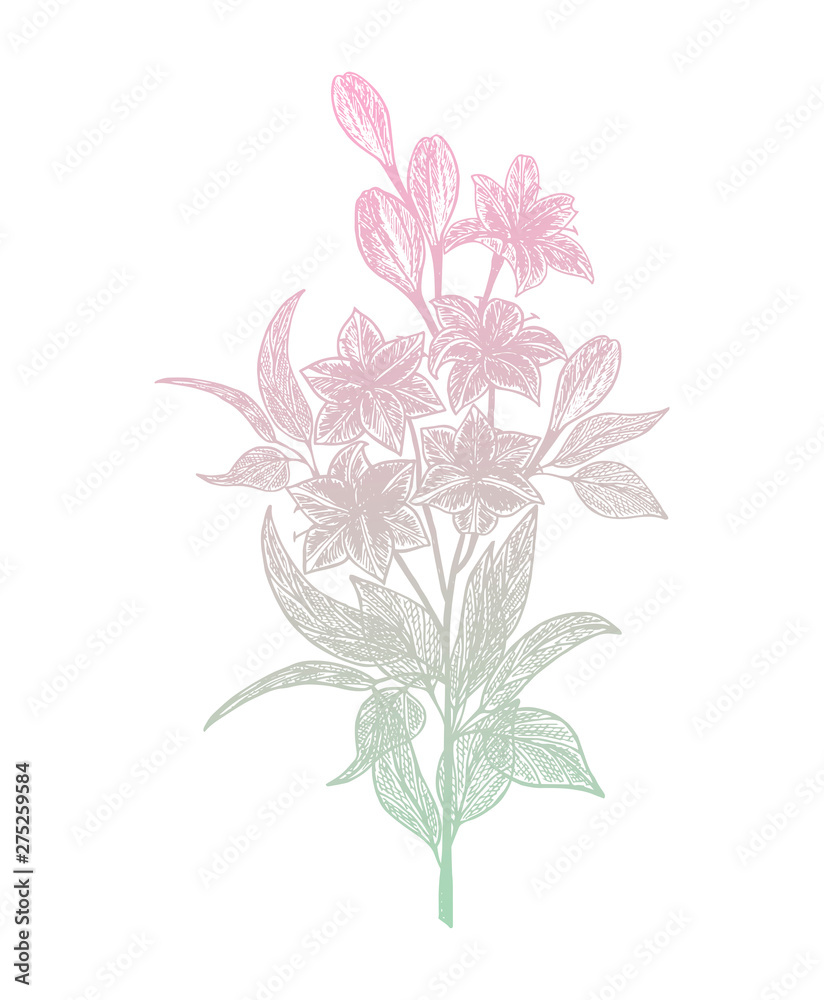 Flower Lily isolated on white background.  Vector illustration. EPS 10
